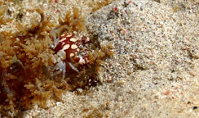 Komodo 2016 - Harlequin swimming crab - Crabe arlequin - Lissocarcinus laevis - IMG_7220_rc